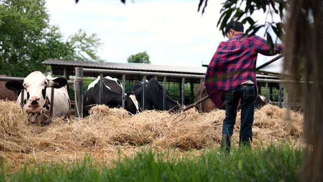 Asian male farmer using a pitchfork to move dry hay and feed dairy cows in an outdoor pen on a local livestock agricultural farm.