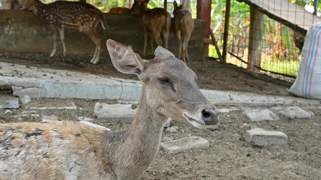 Javan Rusa Deer Standing in Outdoor Conservation Park, Natural Habitat Wildlife View for Nature Content