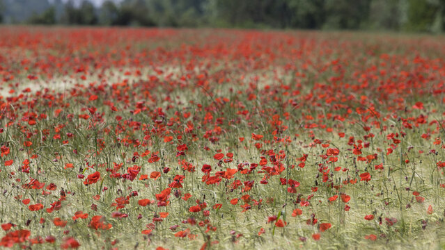 champ de coquelicots au printemps. Sc&egrave;ne color&eacute;e &agrave; la campagne
