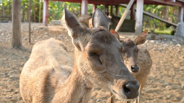 Javan Rusa Deer Standing in Outdoor Conservation Park, Natural Habitat Wildlife View for Nature Content