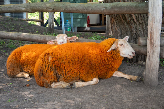 Two sheep with bright orange painted wool stand side by side on grass and bare soil inside a wooden fenced enclosure, facing the camera in a sunny rural farm setting