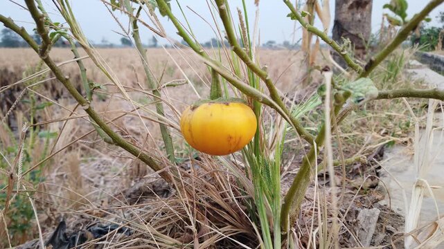 Ripe yellow cherry tomato growing on wild vine with a blurred agricultural paddy field background