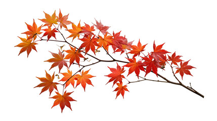 Vibrant red and orange Japanese maple tree branch with autumn foliage © Rufus