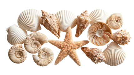 Assorted natural seashells and a textured starfish arranged in a collection © Rufus