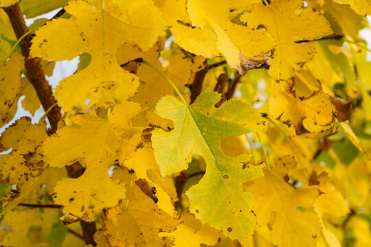 Close-up of yellow white mulberry leaves (Morus alba) in autumn, with serrated edges and deep lobes, glowing golden foliage on a branch, natural fall background