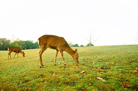 Two Deer Grazing Grass on the Field