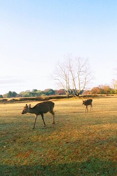 Deer Walking Relax in the Field