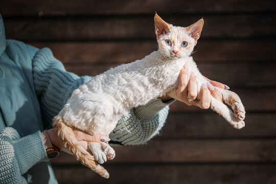 Cream Devon Rex Kitten Held in Hands with Playful Expression Indoors