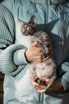 Blue Devon Rex Cat Held by Owner in Stylish Green Jacket Moment