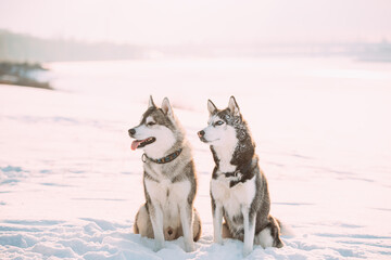Two Funny Siberian Husky Dogs Sitting Together Outdoor In Snowy Park At Sunny Winter Day. Dogs Sits In Snow. Pet Outdoors At Winter Season © Great Brut Here