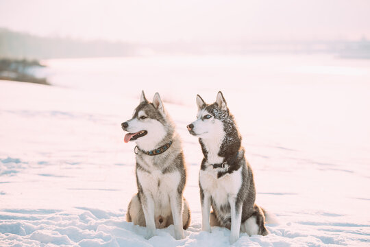 Two Funny Siberian Husky Dogs Sitting Together Outdoor In Snowy Park At Sunny Winter Day. Dogs Sits In Snow. Pet Outdoors At Winter Season