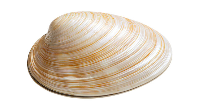 Smooth oval clam shell with brown and white concentric growth lines
