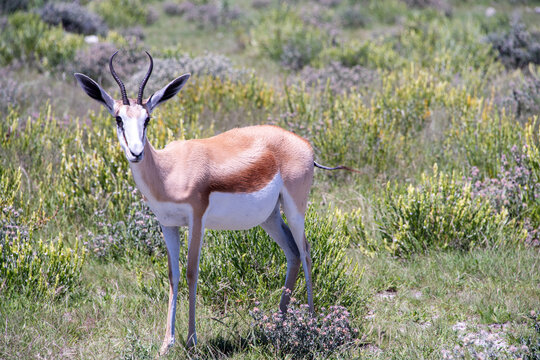 Springbok grazing across the dry, sun-drenched plains of Etosha National Park in Namibia under an open African sky