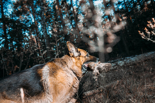 German Shepherd Dog Chewing Wooden Stick in Autumn Forest Woodland