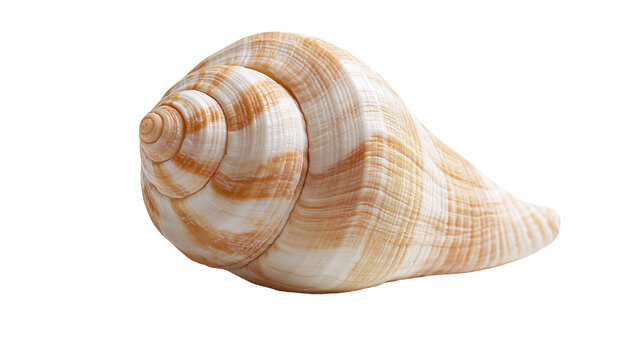 Spiral conch seashell with brown and white striped patterns