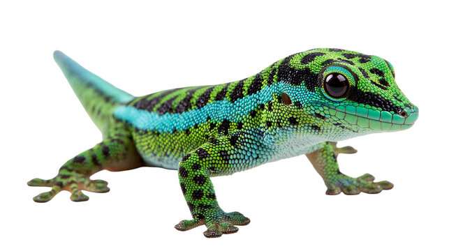 Vibrant green and blue day gecko with black spots and textured skin