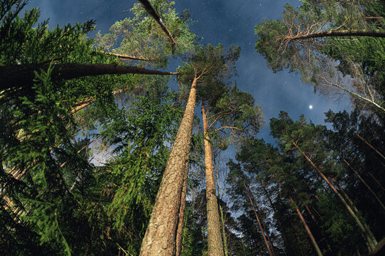 Looking Up at Tall Pine Trees and Starry Night Sky