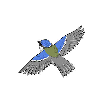 vector vintage style drawing flyng bird , blue tit, hand drawn illustration, isolated nature design element