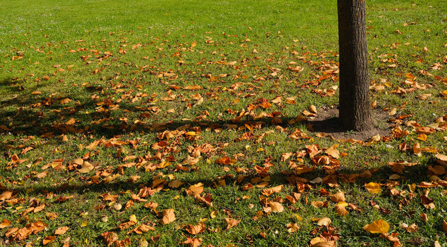 Autumn leaves in the forest. Top‑down view of the texture of the grass with yellow and red autumn leaves.
