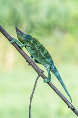 Green chameleon perched on a thin tree branch in the wild forest foliage with chameleon © vaclav