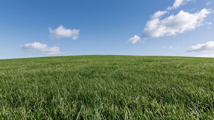 Obraz premium Wide grassy field stretching to a gently rolling horizon under a blue sky with scattered clouds