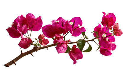 Fototapeta premium Vibrant magenta bougainvillea flower branch with green leaves and sharp thorns