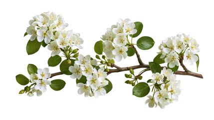 Blooming pear tree branch with white flowers and green leaves © Cressida