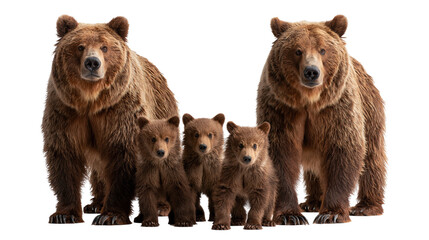 Two large adult grizzly bears standing with three small brown bear cubs © Cressida