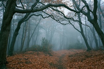 Obraz premium The Forest Path in Mist Through Enchanted Autumnal Trees Creating Quiet Serenity