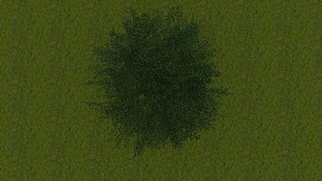 Top view of dark green grass patch in lush green field