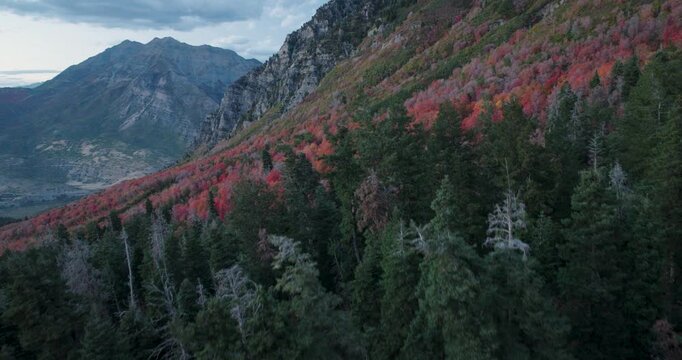 Epic Aerial Shot Slowly lowering Into Autumn Forest In Rocky Mountains At Night