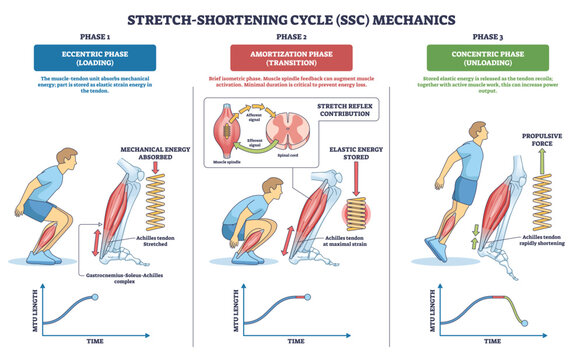 Stretch-shortening cycle mechanics shown with athlete figure, Achilles tendon and calf muscle, detailing eccentric, amortization, concentric phases and elastic energy recoil. Outline diagram