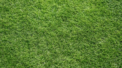 Obraz premium Overhead view of closely mown green grass covering the entire frame