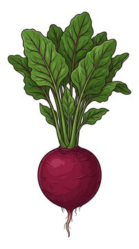 Fresh Whole Beetroot with Vibrant Green Leaves Vector Illustration Isolated on White Background