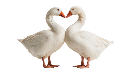 Two white geese facing each other with necks forming a heart shape © Isadora