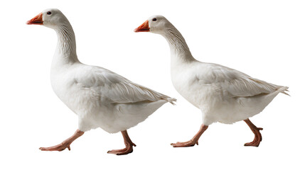 Two white geese walking side by side with orange beaks and webbed feet © Isadora