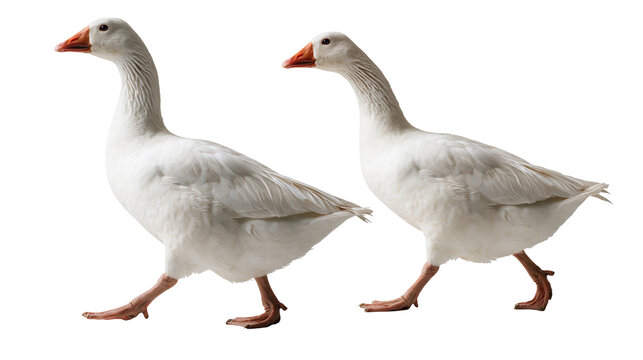 Two white geese walking side by side with orange beaks and webbed feet