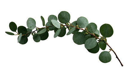 Fresh green eucalyptus branch with round leaves and small buds © Isadora