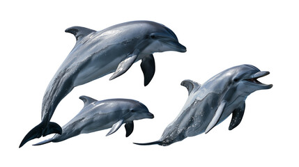 Three playful bottlenose dolphins swimming and jumping in dynamic poses © Isadora