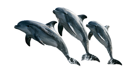 Obraz premium Three playful bottlenose dolphins leaping and swimming together in the water