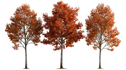 Three tall deciduous maple trees with vibrant orange and red autumn foliage © Isadora
