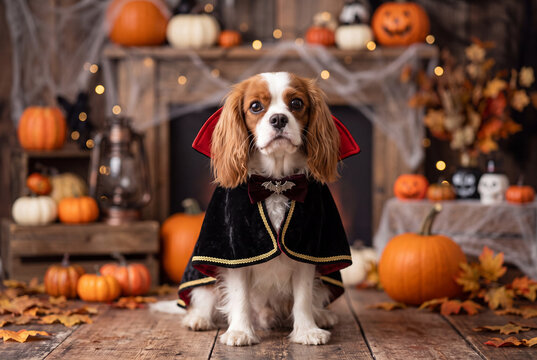 Small dog dressed as a vampire with cape and pumpkins in autumn setting for halloween portrait or pet costume background