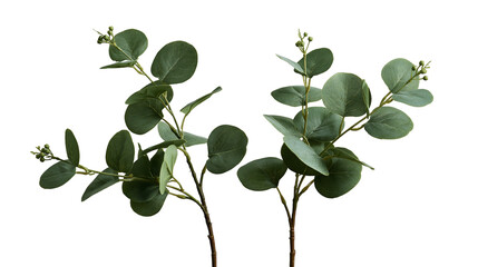 Two green eucalyptus branches with round leaves and small flower buds © Isadora
