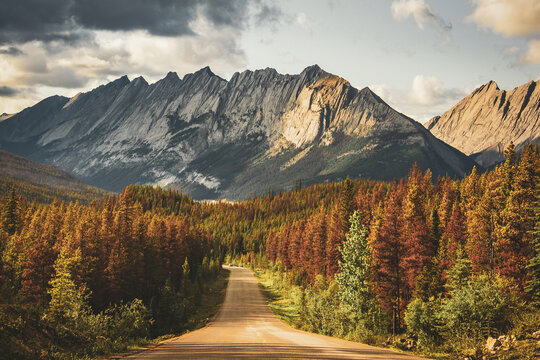 Jagged mountain ridge above an orange autumn forest and a road, Canadian Rockies, Alberta, Canada
