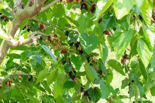 Mulberries growing among green leaves on a tree