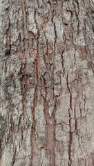Fototapeta premium bark of a tree