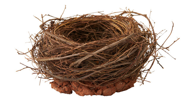Empty bird nest made of interwoven dry twigs and brown mud base
