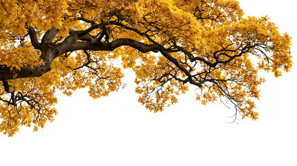 Spreading oak tree branch with vibrant golden yellow autumn leaves © Lyra