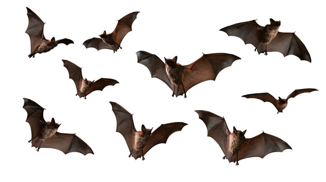 Multiple brown bats flying with spread wings in various positions