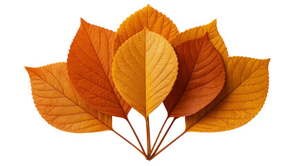 Fan arrangement of vibrant orange and brown autumn leaves with visible veins © Lyra